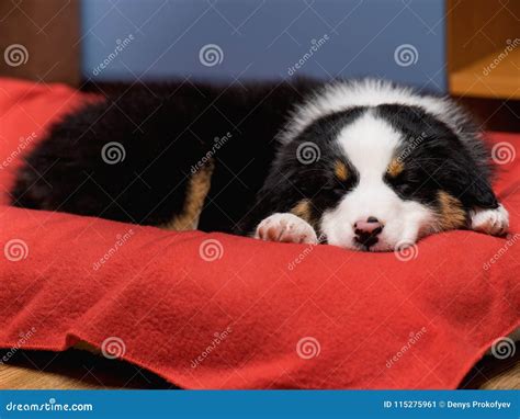 Australian Shepherd Puppy Stock Image Image Of Lovely 115275961