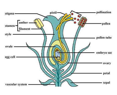 With The Help Of A Diagram Explain Sexual Reproduction In Flowering Free Hot Nude Porn Pic Gallery