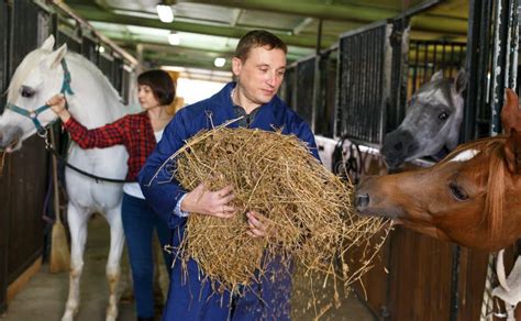 Farm Worker Feeding Horse With Hay Stock Image Image Of Peasant