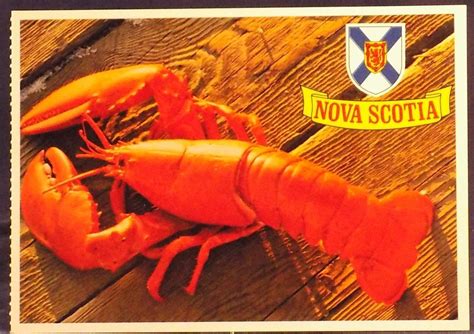 Nova Scotia Lobster Is King Post Card Nova Scotia Lobster Vintage