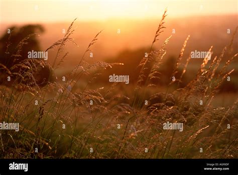 Grasses At Sunset Stock Photo Alamy