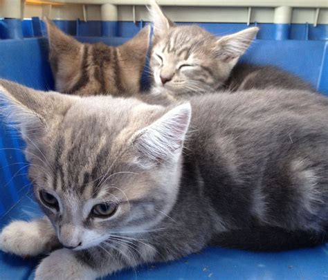 The teen boy owner is keeping two kittens behind the female cat. Stunning Grey & Tabby Kittens!! | Bolton, Greater ...