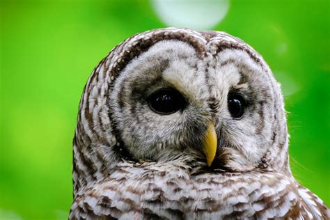 Barred Owls On Denman Island — Brenda Johima Vancouver Island