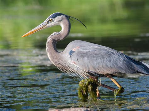 Do Great Blue Herons Migrate Everything Explained Birdfact