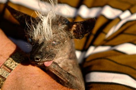 Encino Chihuahua Sweepee Rambo Wins Worlds Ugliest Dog Contest