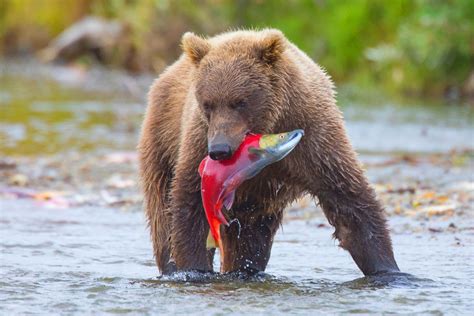 Alaska Bear Instructional Photo Tours And Workshops — Slonina Nature