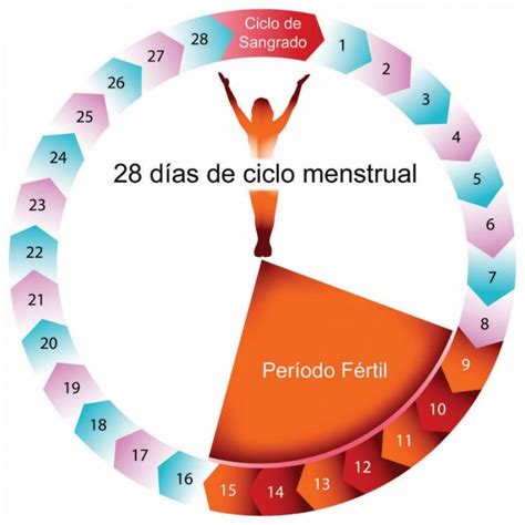 Sintético 96 Imagen De Fondo Calendario De Ovulacion Y Dias Fertiles