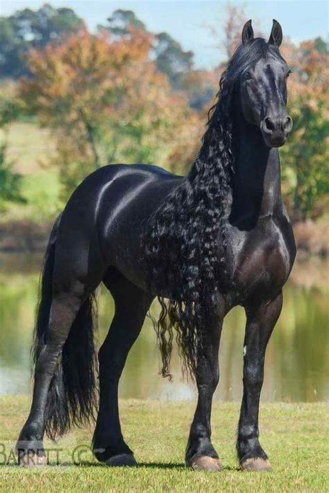 Friesian Horse Friesian Horse Equestrian Arabian Horses Wild Horses