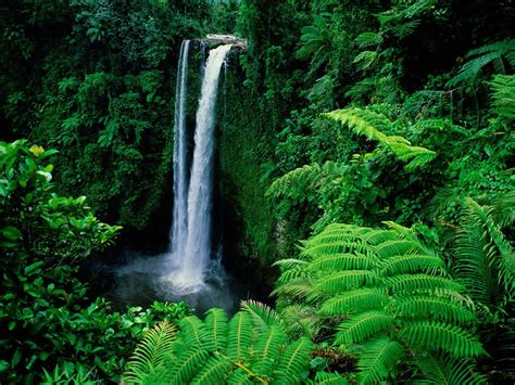 Genesis Nature Blog Rainforests