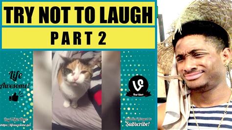 Hilarious Cat Fails Try Not To Laugh Funny Cats Compilation 2018