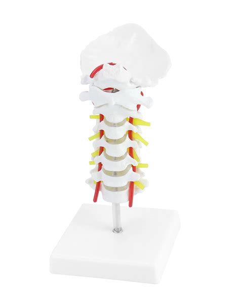 Buy Qwork Cervical Vertebra Arteria Spine Spinal Nerves Anatomical Model Human Lumbar Spine