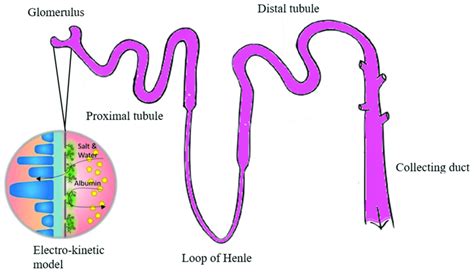Renal Physiology Of The Kidney Download Scientific Diagram