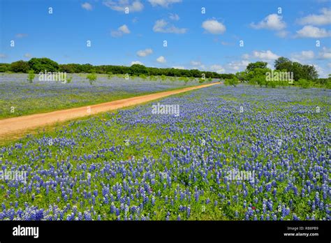 Roadside Wildflowers Along Threadgill Creek Road Featuring Texas