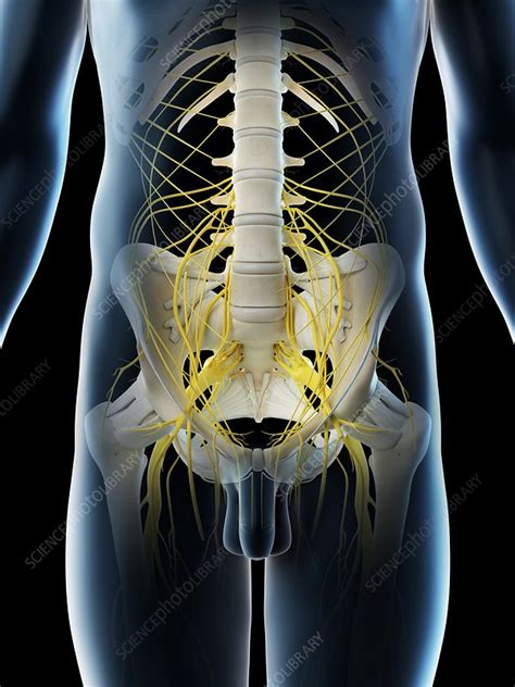 Pelvic Nerves Illustration Stock Image F0265888 Science Photo