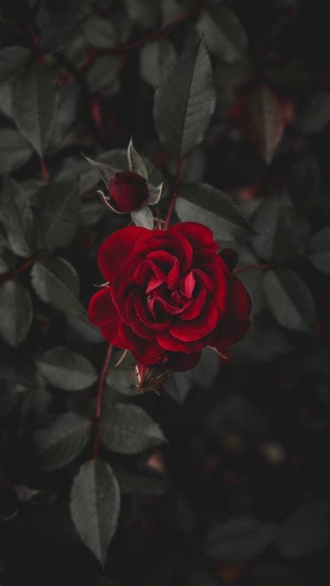 Red Rose With Black Background Hd