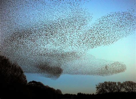First brought to north america by shakespeare enthusiasts in the nineteenth century, european starlings are now among the continent's most numerous songbirds. Researchers Discover That European Starlings Flocking Patterns Behave Like Metals Being Magnetized