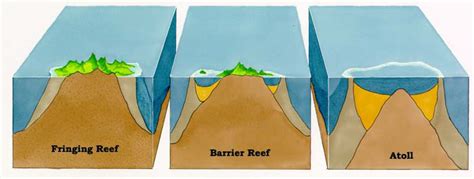 Coral Reef Formation