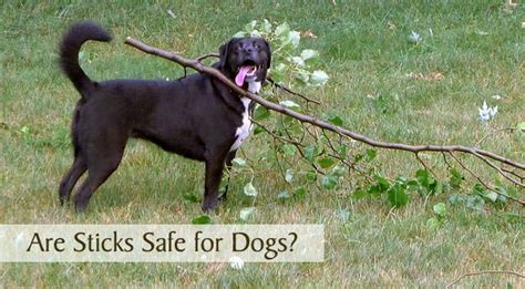 Are Sticks Safe For Dogs Chasing Dog Tales
