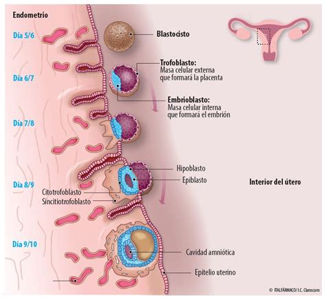 Implantación fase clave del embarazo espontáneo y por FIV Natalben