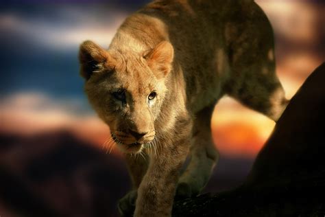 Lion Animal Portrait Africa Safari Wild Animal 4k Hd Wallpaper