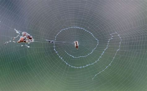 These Spiders Decorate Their Webs With Mysterious Patterns Photos
