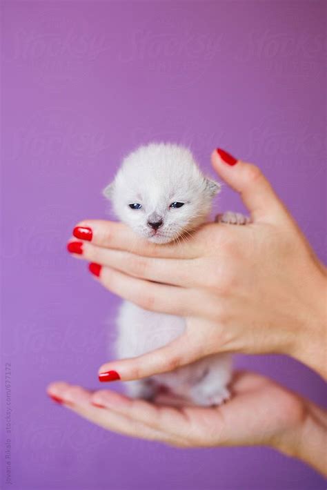 Female Hand Holding Newborn Siamese Kitten By Jovana Rikalo Siamese