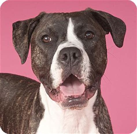 Our mission is to match the right puppies for adoption with the right customer and meet the needs of both. Chicago, IL - Boxer/American Bulldog Mix. Meet Salsa a Dog ...