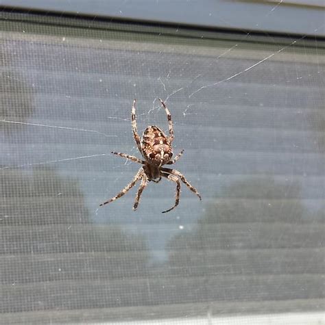 Please Help To Identify Michigan Spider Araneus Diadematus Bugguidenet