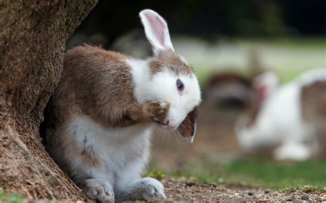 40 Bunny Facts To Make You Go ‘squee Blog Peta India