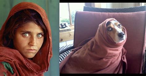i think my beagle does a pretty good impression of afghani girl imgur