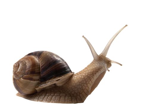 Join The Superfood Snail Trail