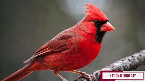 Arizona Cardinals On Twitter It Is National Bird Day Did You Know