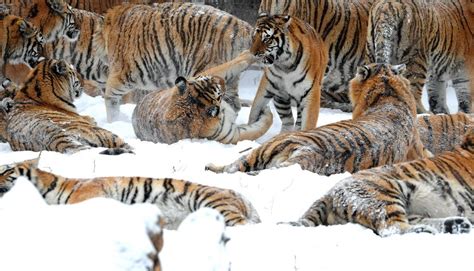 Just A Whole Bunch Of Siberian Tigers Playing In The Snow Siberian
