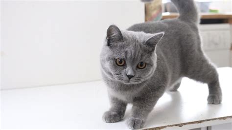 British Shorthair Kittens Should Know Before Adopt Them