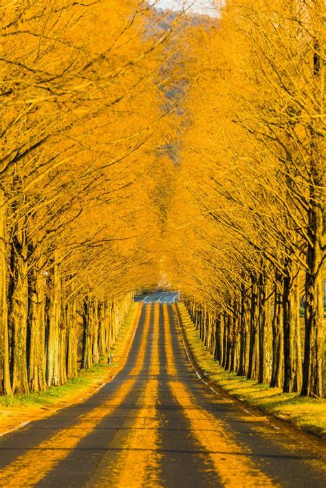 110 Best Yellow Things Images On Pinterest Yellow Beautiful Places