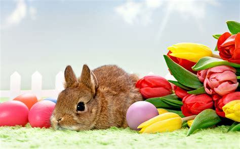Tulips Flowers Rabbits Eggs Animals Easter Wallpapers Hd Desktop