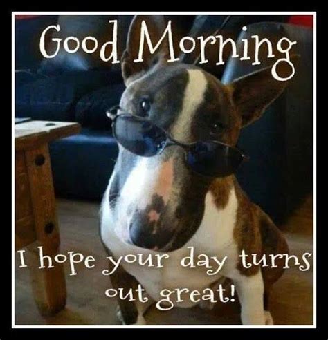 Grab The Unique Funny Dog Good Morning Memes Hilarious Pets Pictures