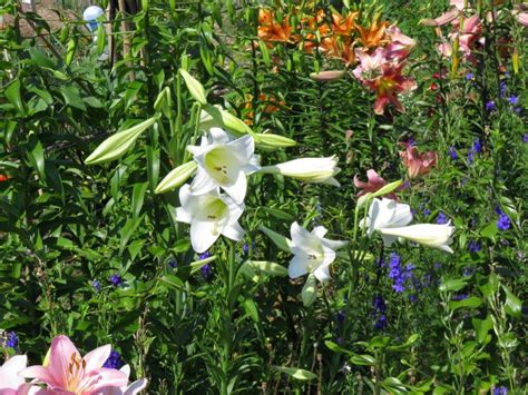 My Virtual Maryland Garden Lilium Lonlorum White Heaven