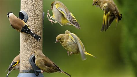 Comment Attirer Des Oiseaux Dans Sa Cour