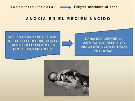 Desarrollo Psicolgico I Etapa Prenatal Etapa Prenatal Desarrollo