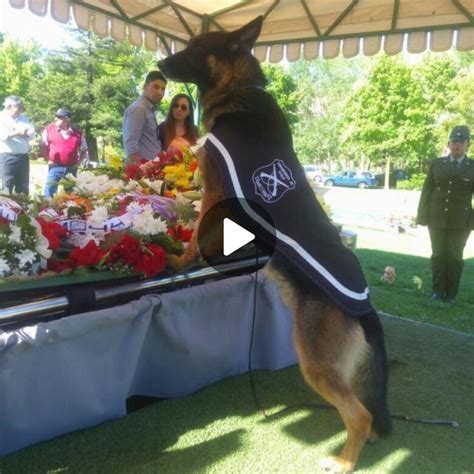 Heartfelt Farewell Devoted Police Dog Bids Emotional Goodbye To Owner