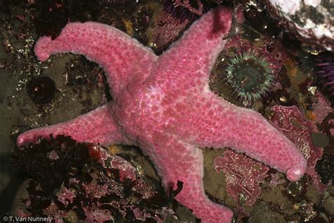 Pink Sea Star Pisaster Brevispinus Flickr Photo Sharing