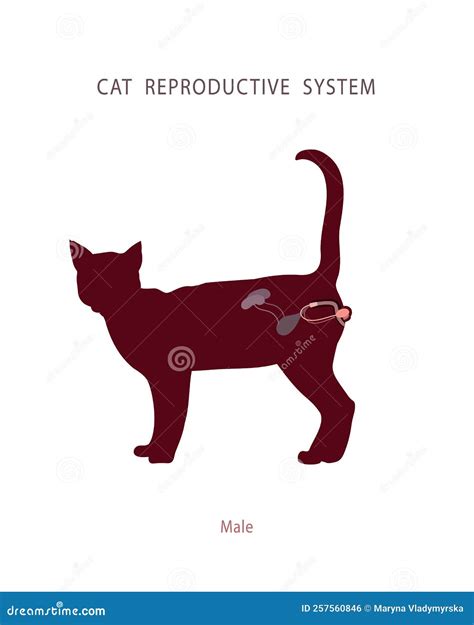 Flat Illustration Of Male Cat Reproductive Organs And Excretory System