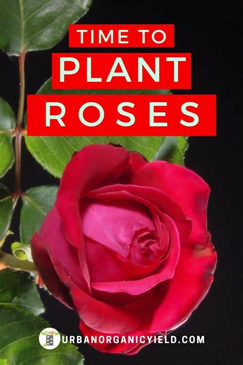 When Is The Best Time To Plant Roses Video When To Plant Roses