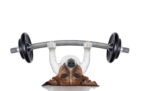 Dog Exercise Exercising Your Dog Indoors Houston Pettalk