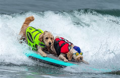 World Dog Surfing Championships Announce 2020 Livestream Hybrid Event