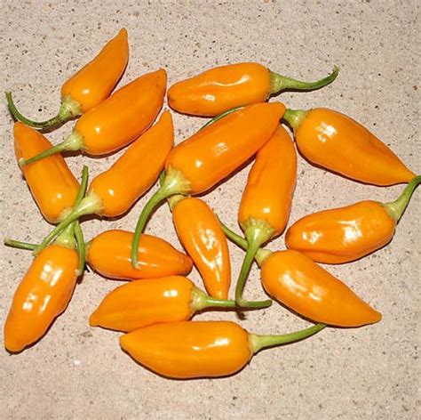Aji Habanero Pepper Seeds Capsicum Baccatum Mild Heatdelicious Smoky