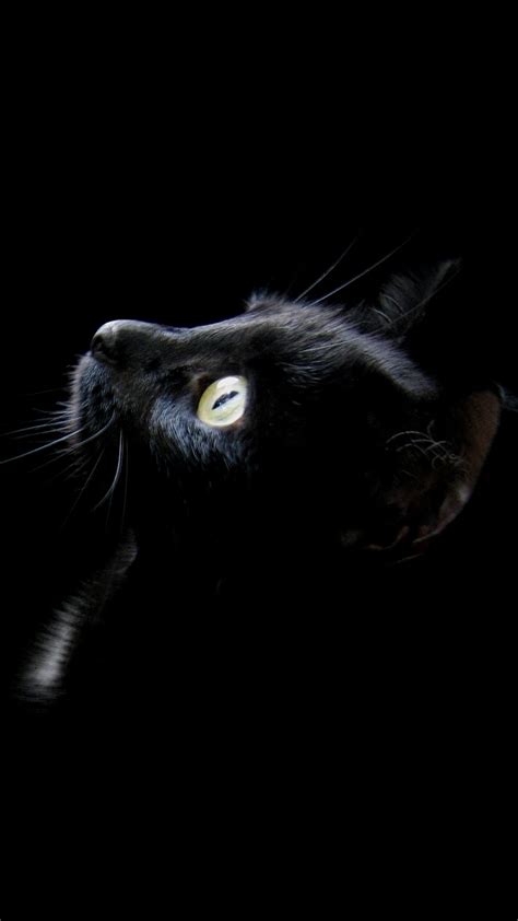 Free Hd Black Cat Phone Wallpaper4489