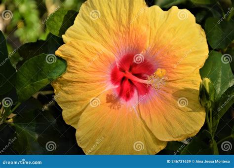 Red Gumamela And Yellow Calachuchi Flowers Stock Image Cartoondealer