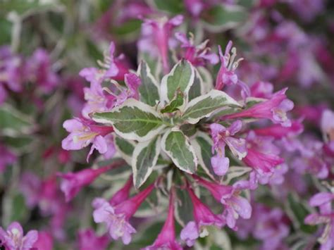 Plant database entry for weigela florida my monet® purple effect with 21 data details. weigela_my_monet_purple_effect_4.jpg | Proven Winners